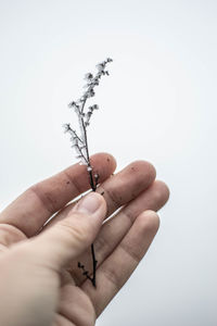 Close-up of hand holding plant stem against gray background
