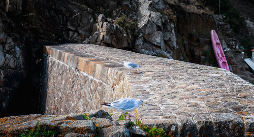 High angle view of seagull on rock against wall