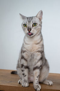 Portrait of cat sitting on table