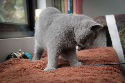 Close-up of cat looking at home