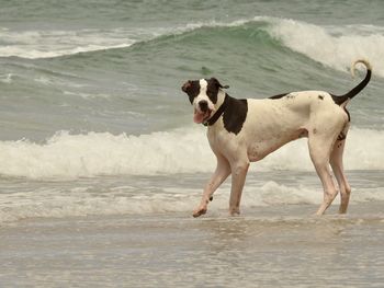 Full length of dog on beach