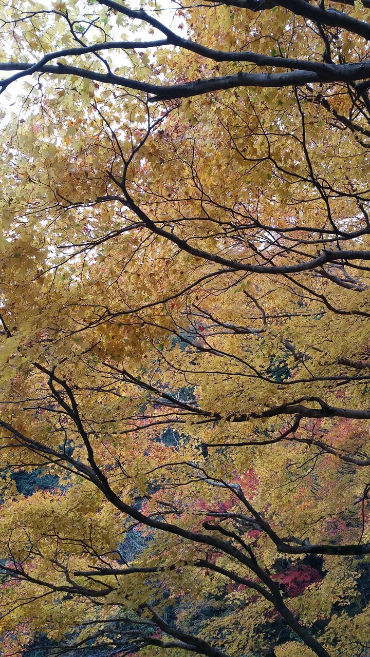 LOW ANGLE VIEW OF TREES DURING AUTUMN