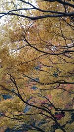 Low angle view of tree in forest during autumn