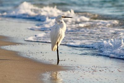 View of a bird on beach