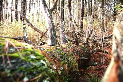 Close-up of tree trunk in forest