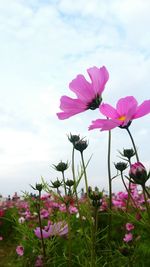 Pink cosmos flowers blooming against sky