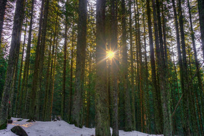 Sunlight streaming through trees in forest during winter