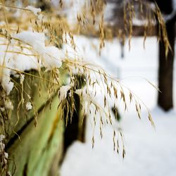 Close-up of stalks in field