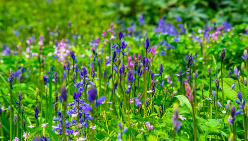 Close-up of fresh purple flowers in garden