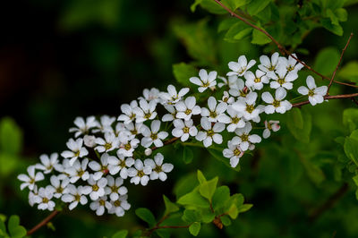 Close-up of white flowering plant