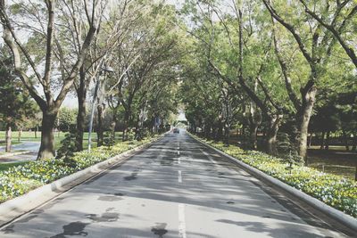 Road amidst trees in park