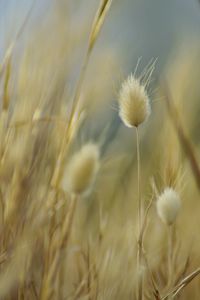 Close-up of dandelion growing on field