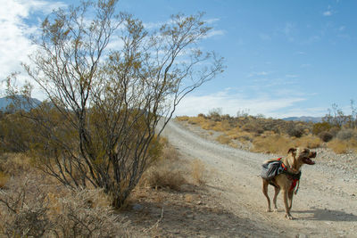 View of dog walking on field