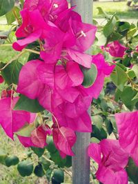 Close-up of pink rose blooming outdoors