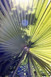 Full frame shot of palm leaf