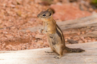 Close-up of squirrel