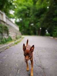 Portrait of dog on road