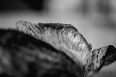 Close-up of plant against blurred background