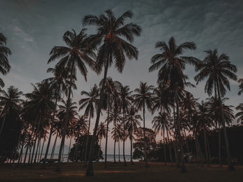 Low angle view of silhouette palm trees against sky