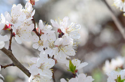 Close-up of white cherry blossom tree