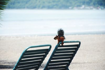 Squirrel on deck chair at beach against sea
