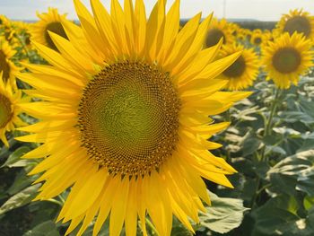 Close-up of sunflower