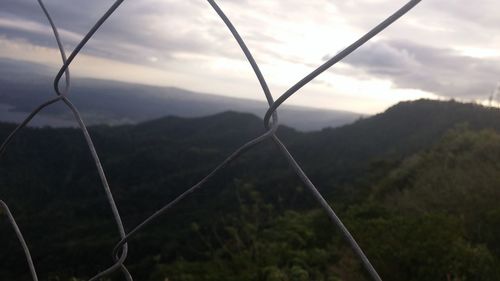 Close-up of tree against mountain