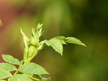 Close-up of fresh green leaves