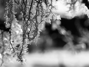 Close-up of snowed plants