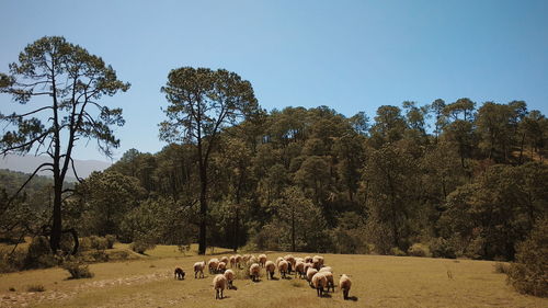 View of animals grazing on field against clear sky