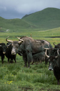 Buffalo standing on field