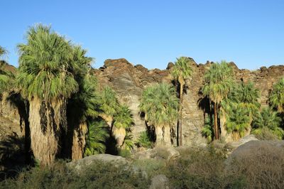 Panoramic view of trees on landscape against clear sky