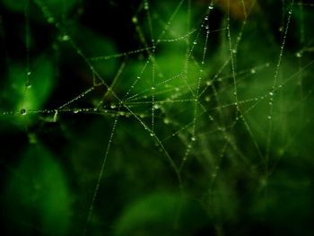 Close-up of spider on web