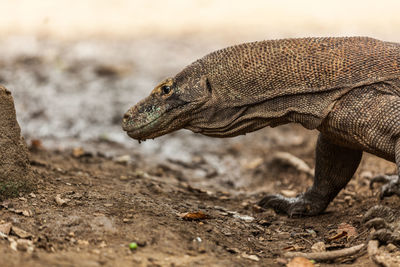 Close-up of lizard on land