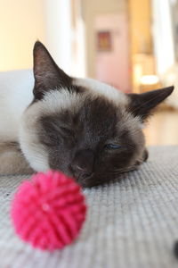 Close-up of cat lying on floor