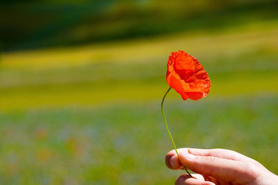 Close-up of hand holding red flower