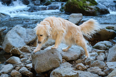 View of a dog on rock