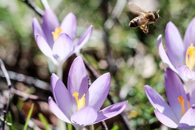 Close-up of honey bee pollinating on purple crocus