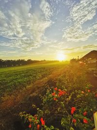 Scenic view of grassy field against sky during sunset