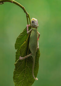 Close-up of lizard