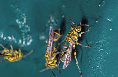 Close-up of insect on leaf