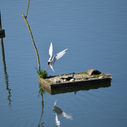 High angle view of bird perching on lake