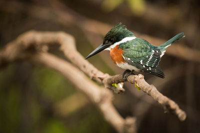 Close-up of bird perching on leaf