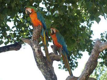 Low angle view of parrot perching on tree