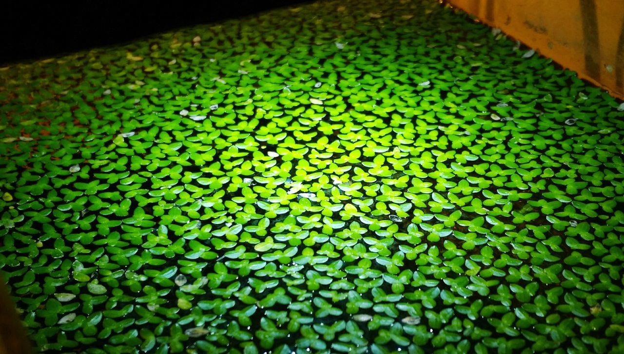 green color, high angle view, close-up, indoors, pattern, full frame, backgrounds, leaf, textured, no people, green, freshness, selective focus, detail, day, still life, nature, natural pattern, elevated view