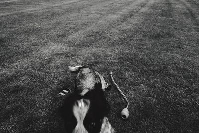 High angle view of dog on field