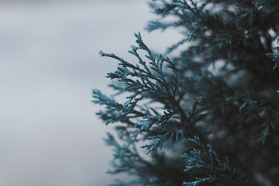 Low angle view of pine tree against sky