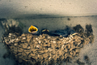 Close-up of young bird chirping in nest