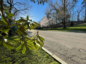 Road amidst trees on field against sky