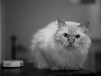 Close-up portrait of cat sitting on floor